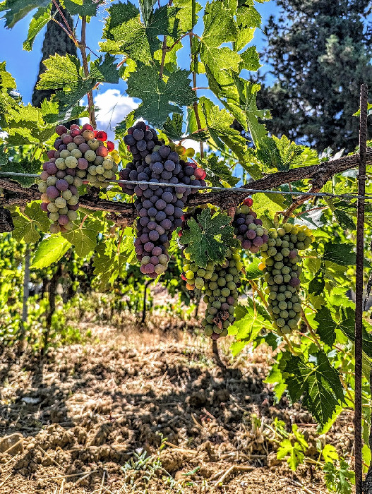 Fattoria I Sassoli — foto 2